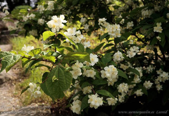 Philadelphus schrenkii